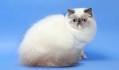 Himalayan Cat - Full Profile, History, and Care