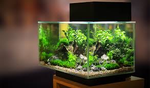 Maybe you would like to learn more about one of these? Comment Mettre L Aquarium En Marche Jardiland