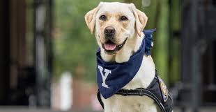 Meet Heidi, the Yale Public Safety service dog