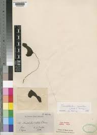 Image result for Aristolochia promissa