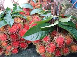 Best Organic Farm And Nursery In Kerala,India| Variety of Exotic Fruits And  Plants For Sale