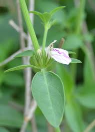 Image result for Justicia protracta