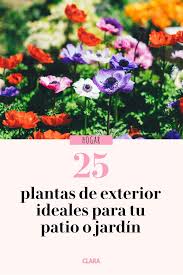 Finden sie mehr informationen zu ihre suche auf searchandshopping.org für deutschland. 25 Plantas De Exterior Resistentes Aptas Para Negados