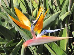 Image result for Strelitzia nicolai