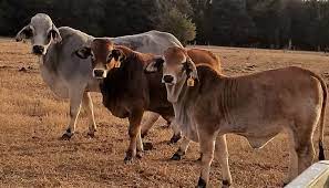 The brahman is an american breed of zebuine beef cattle. Brahman Cattle Breed Everything You Need To Know