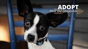 Western riverside county/city animal shelter: Agape Animal Rescue Adopt Volunteer Foster Donate