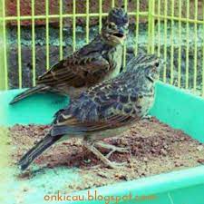Perbedaan burung branjangan jantan dan betina. Ciri Ciri Perbedaan Burung Branjangan Jantan Dan Betina On Kicau