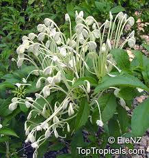 Image result for Clerodendrum incisum