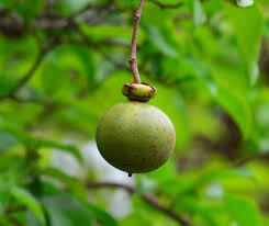 Image result for Oncoba