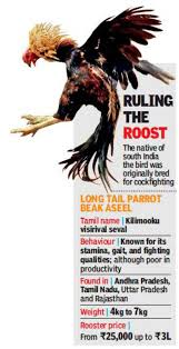 Fighting rooster for sale in tamilnadu. Cockfighting Fighter Cock To Show Bird Native Roosters Find Support At Home Chennai News Times Of India