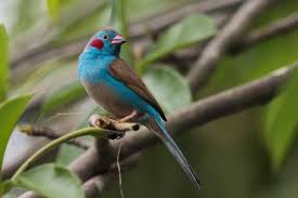 Small Bird With Red Cheeks 9 Of The World S Smallest Birds Bird Species Weird Animals Most Beautiful Animals