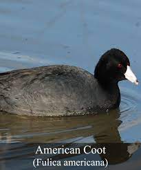 We did not find results for: Birdmaster Bird Control Bird Bird Species Bird Photo