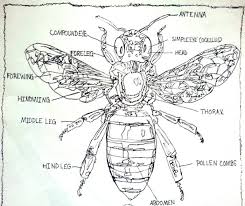 The knee is the meeting point of the femur (thigh bone) in the upper leg and the tibia (shinbone) in the. Labeled Diagram Of The Honey Bee Drawing By Pamela Starr Saatchi Art