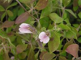 Image result for Blepharis maderaspatensis