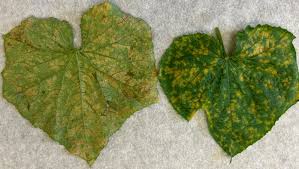 Image result for mildew on cucumbers
