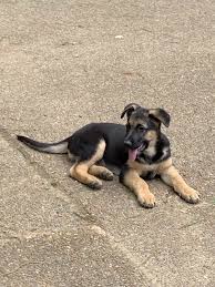 German shepherd puppies are often listed as one of the most popular puppy breeds in the united states. German Shepherd Puppies For Sale Nashville Tn 300742