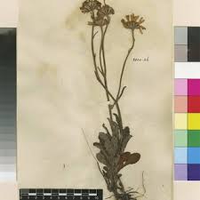 Image result for Afrosolen schimperi