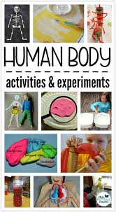 Integrates anatomy and physiology of cells, tissues, organs, the systems of the human body, and mechanisms bone is a replacement tissue; Human Body Activities Experiments For Kids This Reading Mama