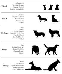 Size Guide Pembroke Welsh Corgi Dogs Shetland Sheepdog