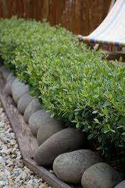 Leptospermum Fore Shore Hedging Difficult Sites Such As Coastal Plantings Poolside Landscapes Road Garden Hedges Hedges Landscaping Coastal Landscaping