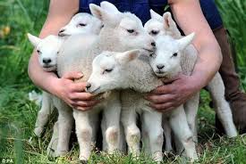 Ile De France Damizlik Koyun Ciftligi Baskent Koyunculuk 2 Yilda 100 Ile De France Koyunundan 3 Dogumda 550 Kuzu Alinir 3 Aylik Kuzul Sheep Lamb Sweet Animals