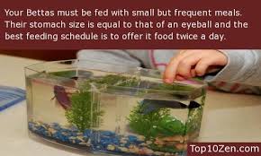20 Interesting Betta Fish Facts To Better Know Your Betta Betta Betta Fish Betta Fish Care