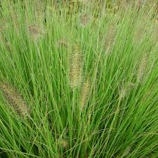 Und obwohl die meisten sorten winterhart und unempfindlich gegenüber frost sind, trifft dies nicht auf alle arten zu. Pennisetum Alopecuroides Hameln Lampenputzergras Standort Sonnig Blutenfarbe Gelbbraun