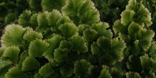 Image result for Adiantaceae