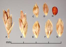 Image result for Lipocarpha chinensis