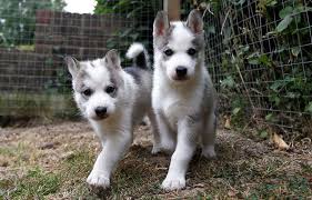 Adopt a pet through blue cross uk. They Call It Puppy Love Lockdown Britain Sees Surge In Demand For Dogs Reuters