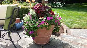 Here is an ornamental purslane in a container that is flowering. Pin On Gardening In Containers