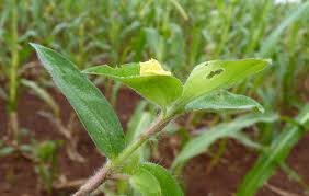 Image result for Secamone africana