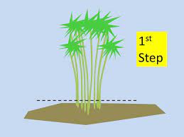 Then, dig up and remove all of the clumps of roots and rhizomes growing underground. How To Kill Bamboo 3 Steps Youtube