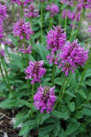 Image result for Stachys pseudonigricans