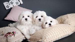 We did not find results for: Teacup Maltese Puppies For Sale Maltese Breeders Puppies For Adoption Maltese Puppy Maltese Puppies For Sale Baby Maltese