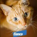 The best cats for apartment living. Entyce Cat Owner Feedback Page