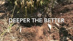 Maybe you would like to learn more about one of these? How To Remove Bamboo