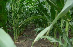 Maybe you would like to learn more about one of these? New Corn Herbicides For 2017 Cropwatch University Of Nebraska Lincoln