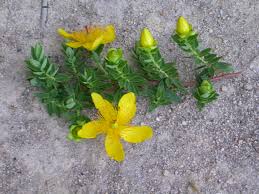 Image result for Hypericum revolutum