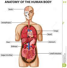 It is widely believed that there are 100 organs; Image Internal Organs Human Body Koibana Info Human Body Organs Human Body Anatomy Human Organ Diagram