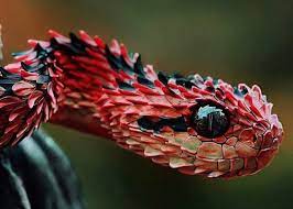 Twitter Poisonous Snakes African Bush Viper Bizarre Animals