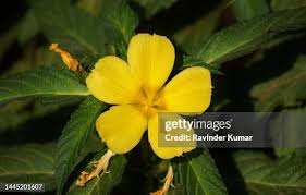 Image result for Turneraceae