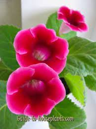 Growing Gloxinia Plant Indoors Sinningia Speciosa Pictures Care Tips
