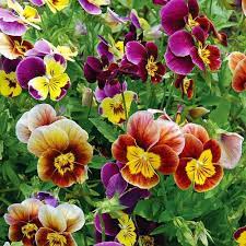 Historic Pansies Mix Planet Natural