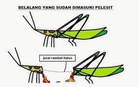 Ia makan setiap harinya dua kali lipat dari beratnya. Kelantan Rumah Dimasuki Pelesit Ia Dibela Utk Tujuan Facebook