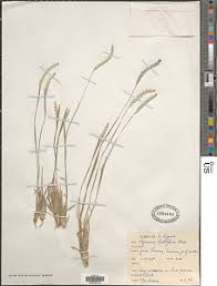 Image result for Heteranthoecia  guineensis