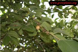 Image result for Vangueria infausta