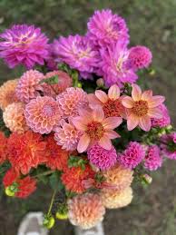 You can see reviews of companies by clicking on them. Dahlia Tuber Collections Flowers Flower Farm Flower Aesthetic