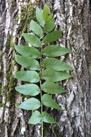 Are butternuts edible by humans? Foraging Butter Nuts Juglans Cinerea Butternut Tree Identification And Processing