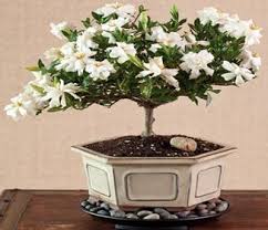 Growing a vegetable garden in arizona is both rewarding and challenging. 8 Gardenia Ideas Gardenia Planting Flowers Gardenia Plant